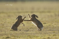 Hares-Essex
