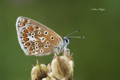 Butterfly-3-LANGDON-HILLS-copy