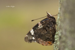 Butterfly-Flatford-mill-3-summer-2010-copy