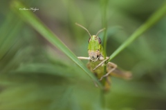 Grass-Hopper-2-copy