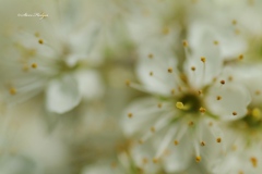 Hawthorne-blossom-1-copy