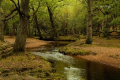 New-Forest-3-copy