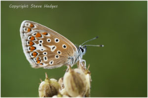 close up butterfly brown