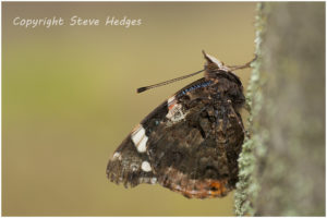 close up butterfly dark brown