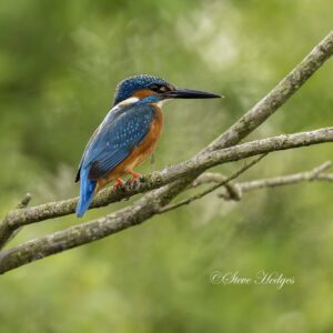 Macro and Nature Photography Online Course