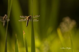 close up dragon fly double wing