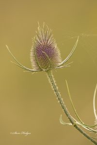 close up spiky flower
