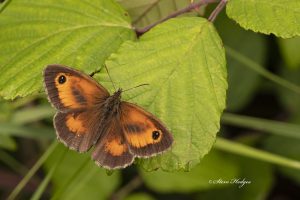 close up butterfly orange