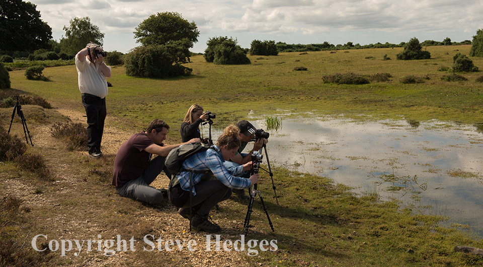 New Forest Photographers