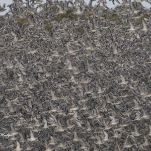 SHORE BIRD PHOTOGRAPHY COURSE-WADER BIRD SPECTACULAR