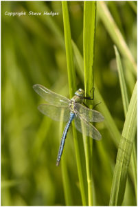 close up dragon fly blue double wing