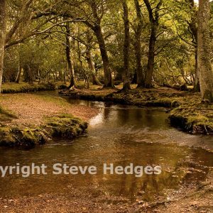 New Forest Photography from Steve Hedges in Essex