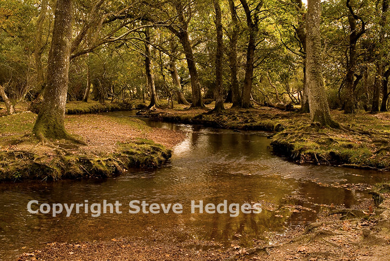 New Forest Photography from Steve Hedges in Essex